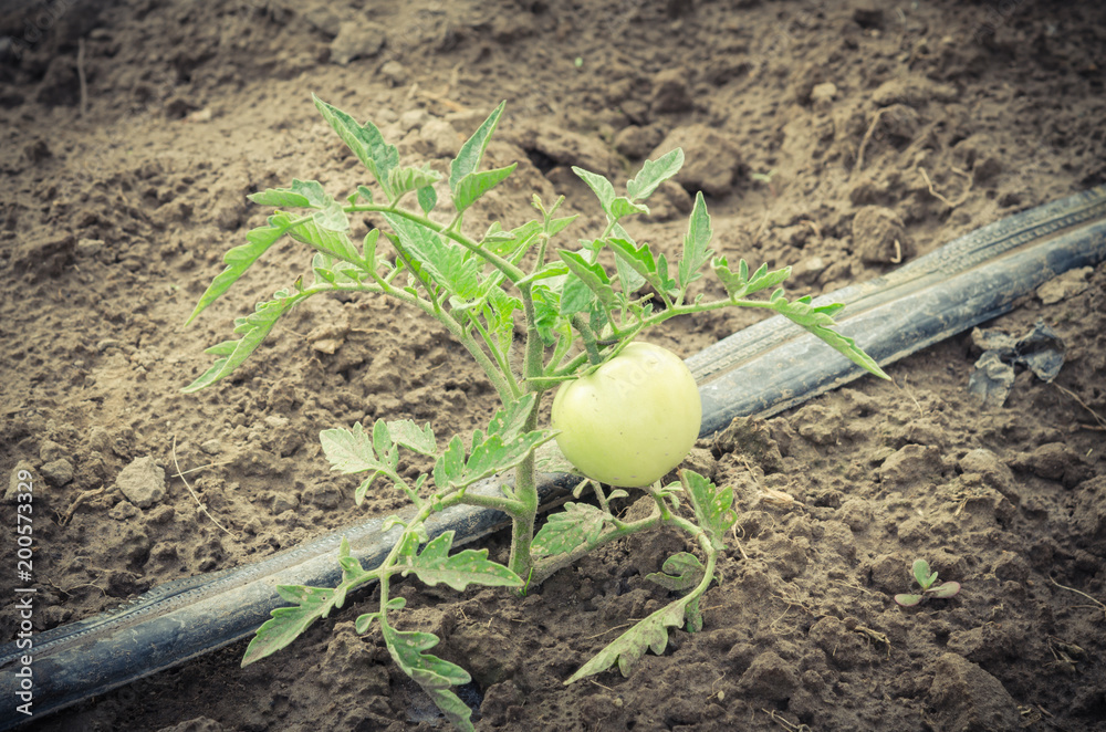 Top view closeup growing big green tomatoes on short plant at local