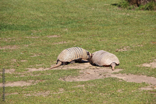 zwei Gürteltiere auf einer Wiese photo