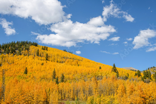 Golden Hill - Golden aspen hill with white clouds and sunny blue sky. Boreas Pass, Como, Colorado, USA.