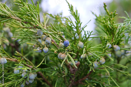 Branches of juniper with berries in early spring in the park.