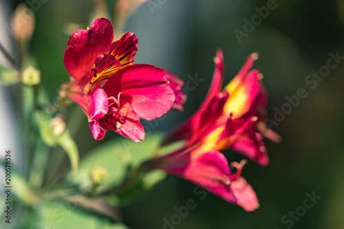 Red Flowers