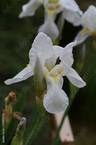 Coloring early summer "Dutch Iris" (white)