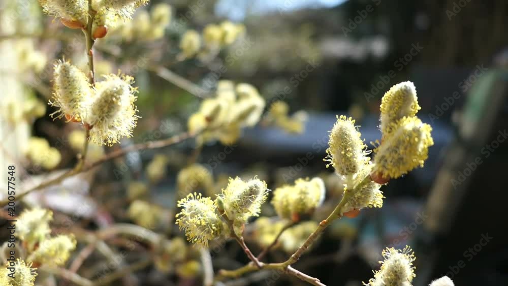 honeybee on catkin at willow tree in springtime. honeybee on catkin at willow tree in springtime.