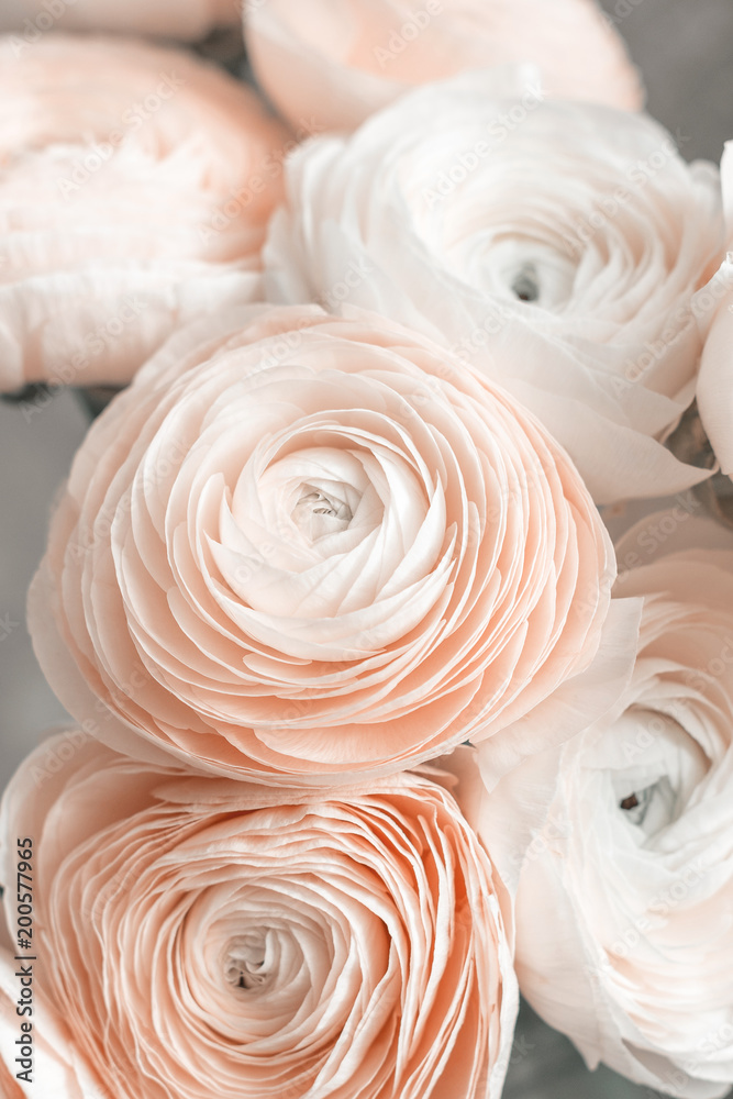 Ранункулюсы pale Pink