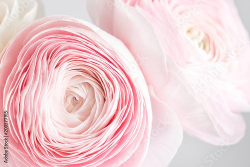 Fototapeta Naklejka Na Ścianę i Meble -  Persian buttercup. Bunch pale pink ranunculus flowers light background. Wallpaper, Horizontal photo