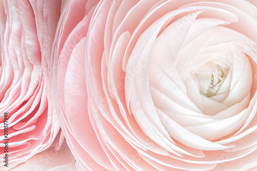 many layered petals. Persian buttercup. Bunch pale pink ranunculus flowers light background. Wallpaper, Horizontal photo