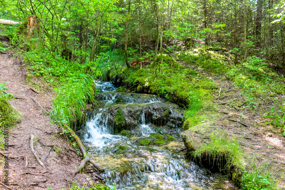 Forest stream Forest stream