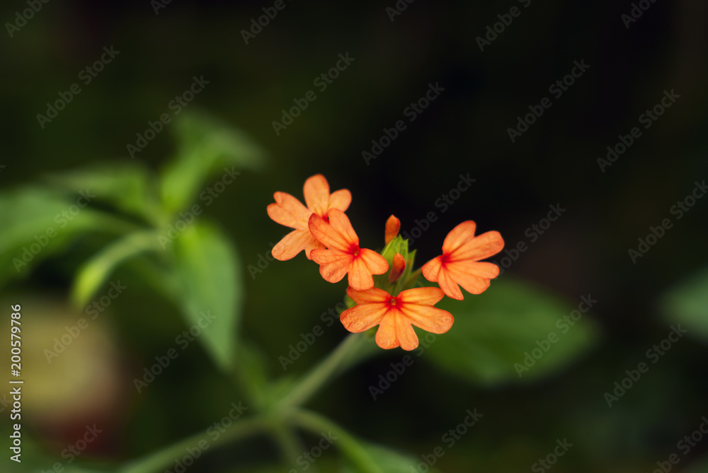 beautiful bright fiery orange flowers of Crossandra infundibuliformis (firecracker flower).. beautiful bright fiery orange flowers of Crossandra infundibuliformis (firecracker flower)..