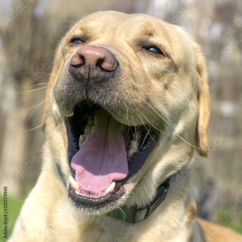 .Dog breed Labrador sweet yawns. Format for instagram