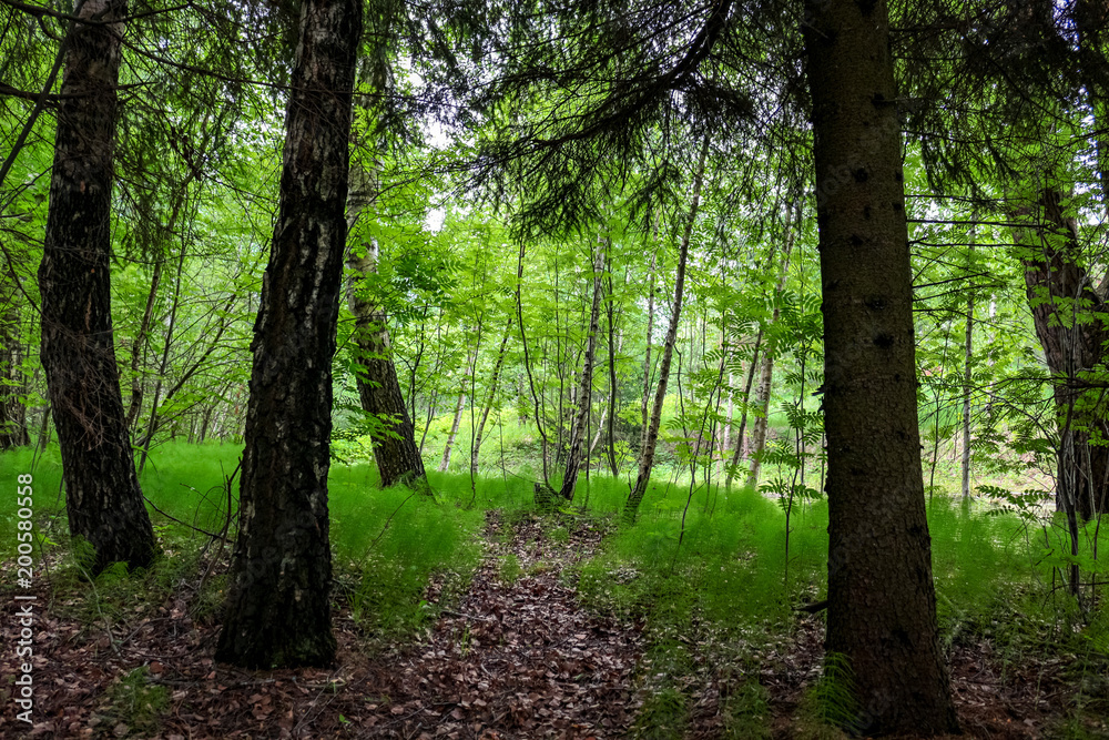Naklejka premium Picturesque fringe in front of a pond in the summer 
