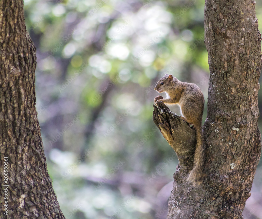 Tree Squirrel Tree Squirrel