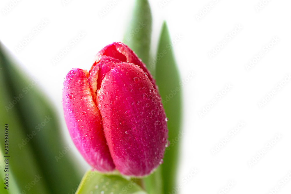 Beautiful red Tulip with rain drops on white background
