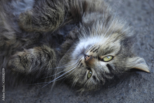 Photography cute grey cat