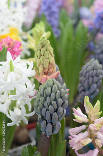 Exotic bluish flower in the form of a cluster of grapes.