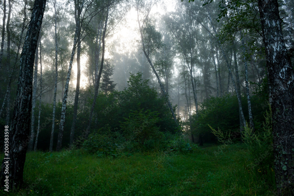 Obraz premium Fog early in the morning in the summer forest