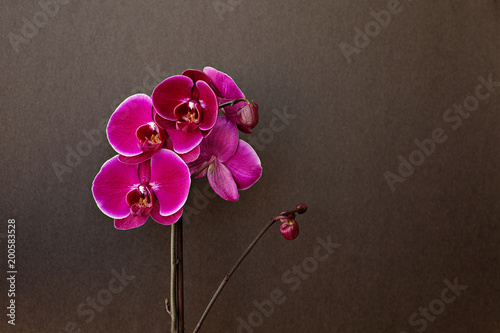 Pink orchid on a black background