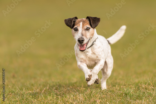small dog is running across the meadow in spring - Jack Russell Terrier 10 years old 