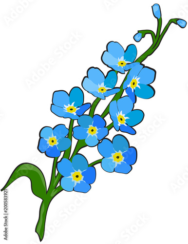 forget me not flower