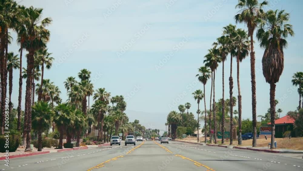 Palm Trees in the Desert Palm Springs Palm Trees in the Desert Palm Springs