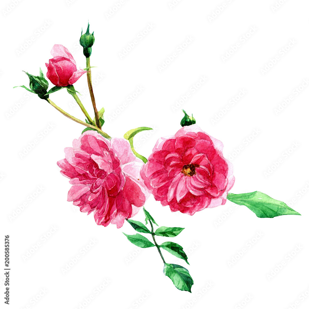 Blooming shrub roses painted in watercolor. Botanical illustration isolated on white background.