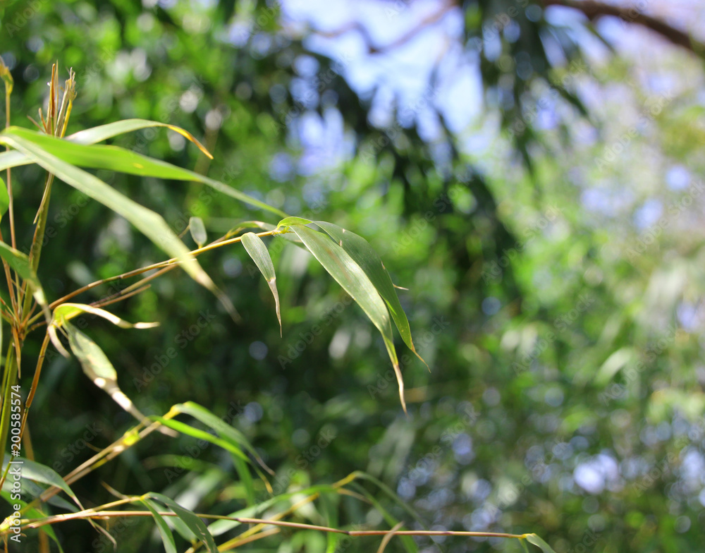 Obraz premium Pflanze