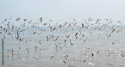 Flock of seagulls flying at the sea.