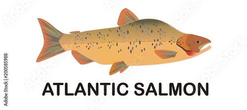 ATLANTIC SALMON
