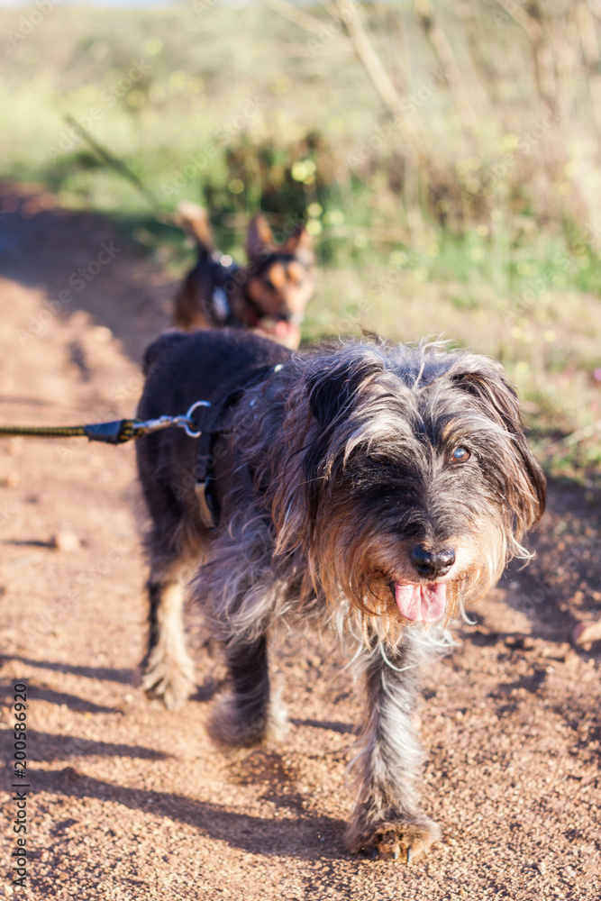 Dogs running outdoor