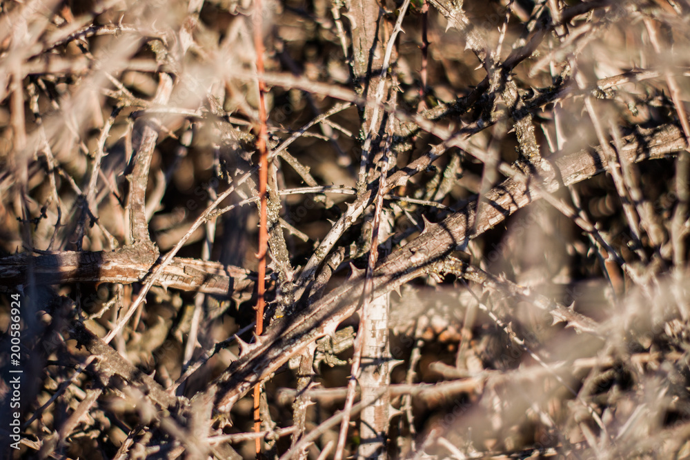 Multiple plant thorns Multiple plant thorns
