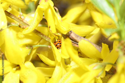 Beetles pollinate flowers since time immemorial

