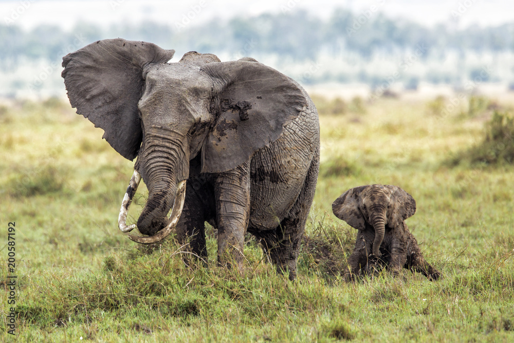 Obraz premium Mother elephant with a baby playing in the mud in Masai Mara National Park in Kenya