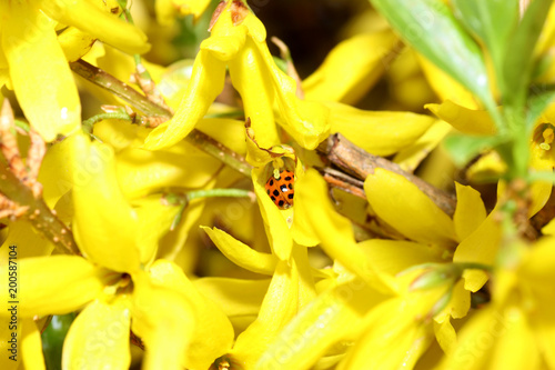Beetles pollinate flowers since time immemorial
