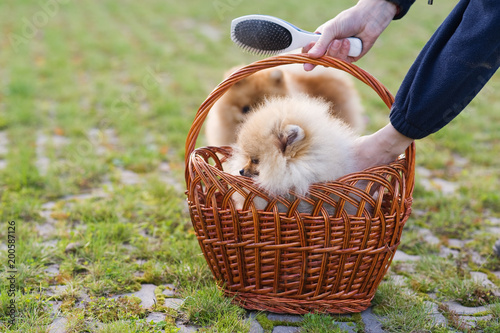 The woman is going to take the puppy in her arms. Combing the fur of the Pomeranian Spitz. Care of the dog.