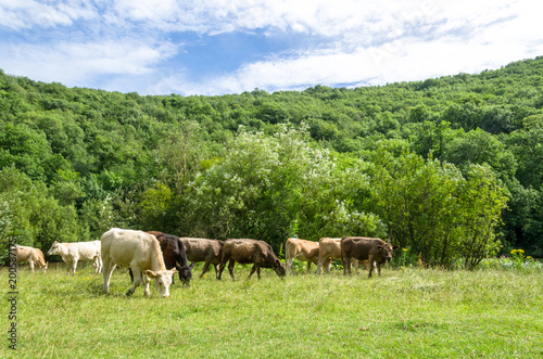 Cattle grazing by the woods in summer. Photo taken at Monsal Dale in the Peak District, England © Jelana M