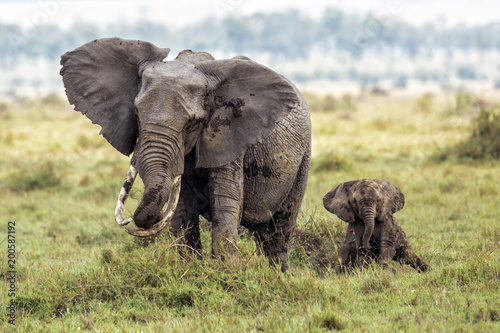 Mother elephant with a baby playing in the mud in Masai Mara National Park in Kenya