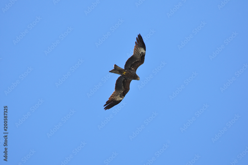 Siberian hunting falcon flying in the air against blue sky Siberian hunting falcon flying in the air against blue sky