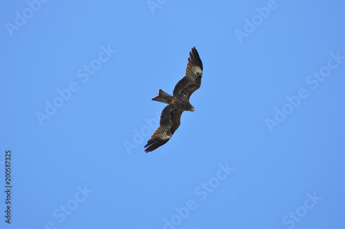 Siberian hunting falcon flying in the air against blue sky