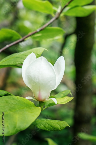 Flowering Magnolia in the spring Park.