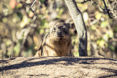 Rock Hyrax | Dassie