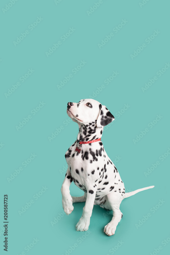 Dalmatian Puppy on Isolated Background