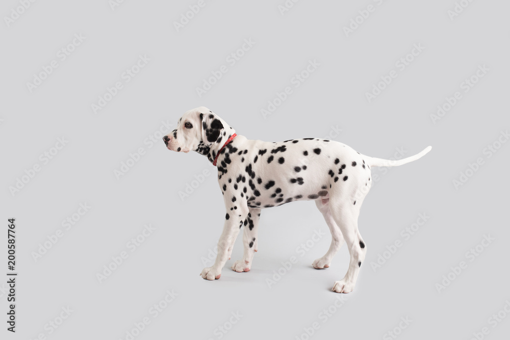 Dalmatian Puppy on Isolated Background