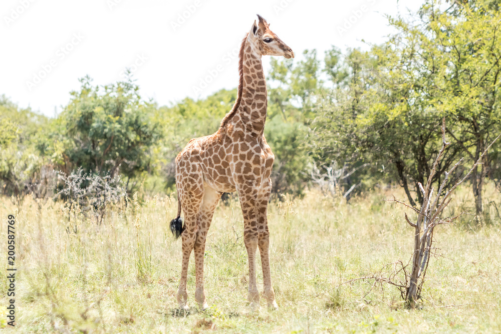 Obraz premium Young Giraffe