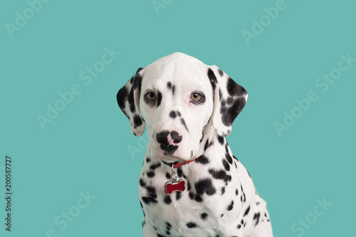 Dalmatian Puppy on Isolated Background © MeganBetteridge