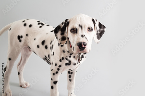 Dalmatian Puppy on Isolated Background