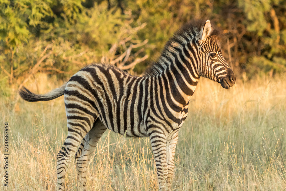 Young Plains Zebra