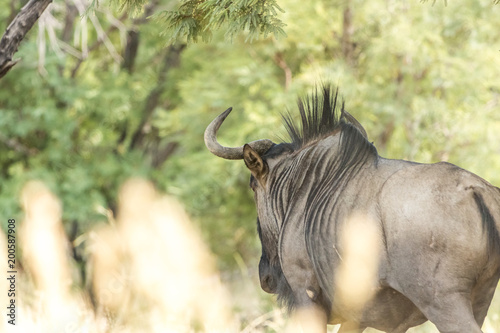 Blue wildebeest photo