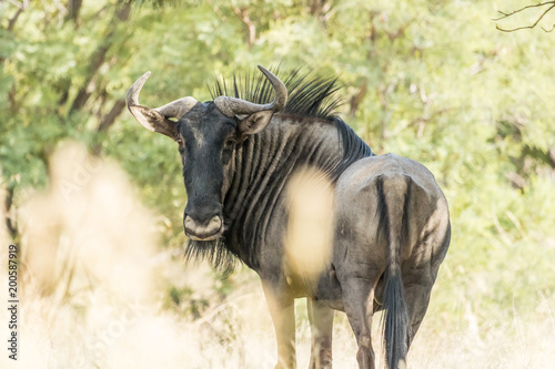 Plakat w ramie Blue wildebeest