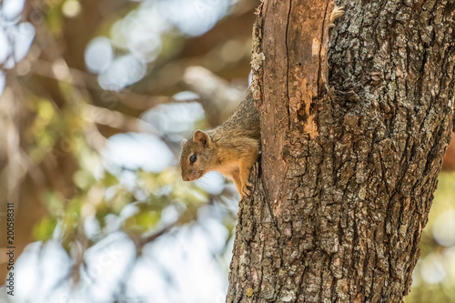 Tree Squirrel © Petrus Bester