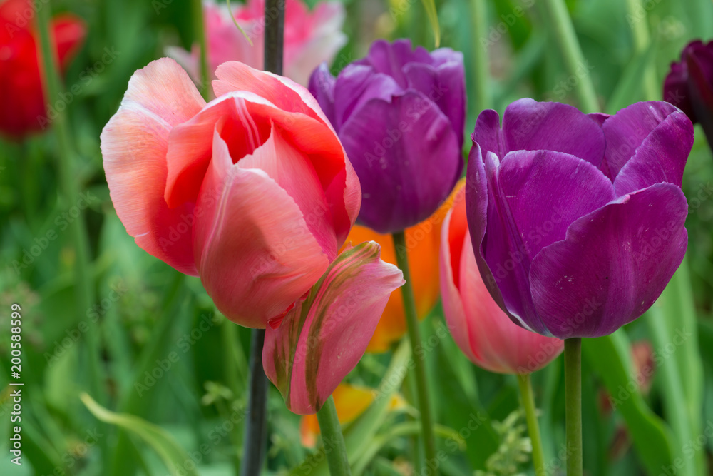 Fototapeta premium Multicolored Tulips 