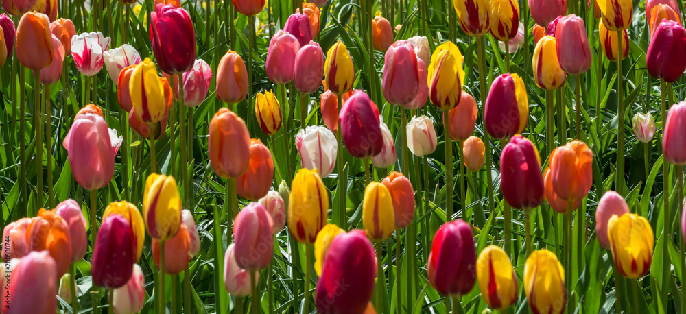 Obraz premium Wielobarwne tulipany